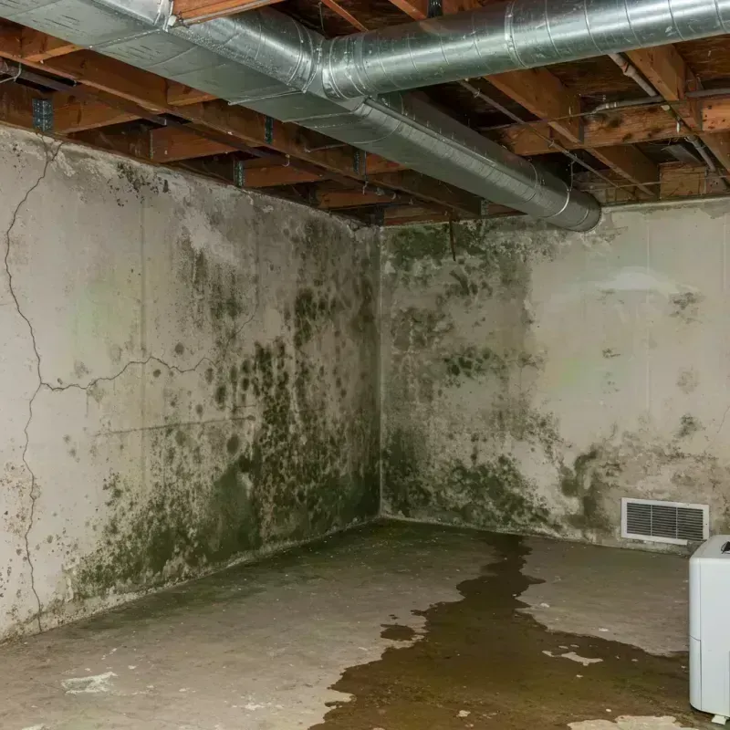 Professional Mold Removal in Vamo, FL